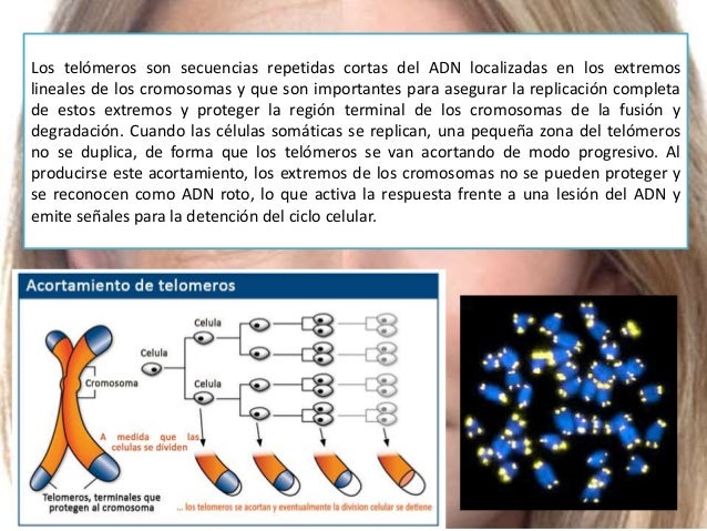 envejecimiento celular telomeros
